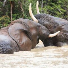 Отель Addo Elephant Back Safaris and Lodge Южная Африка, Аддо - отзывы, цены и фото номеров - забронировать отель Addo Elephant Back Safaris and Lodge онлайн фото 9