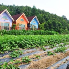 Отель Pyeongchang Sky Garden Pension Южная Корея, Пхёнчан - отзывы, цены и фото номеров - забронировать отель Pyeongchang Sky Garden Pension онлайн фото 13