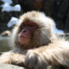 Отель B&B Santana Hakuba Хакуба с домашними животными