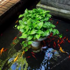 Отель Mingtown Etour International Youth Hostel Shanghai Китай, Шанхай - отзывы, цены и фото номеров - забронировать отель Mingtown Etour International Youth Hostel Shanghai онлайн фото 8