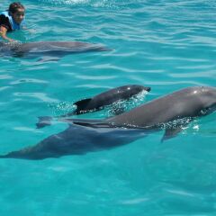 Отель Everything Punta Cana - Golf and Pool Доминикана, Пунта Кана - отзывы, цены и фото номеров - забронировать отель Everything Punta Cana - Golf and Pool онлайн спортивное сооружение