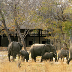 Gwango Elephant Lodge in Dete, Zimbabwe from 332$, photos, reviews - zenhotels.com photo 2