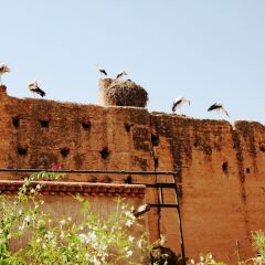 Отель Riad Carina Марокко, Марракеш - отзывы, цены и фото номеров - забронировать отель Riad Carina онлайн приотельная территория фото 2