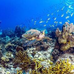 Отель Save Bungalow Koh Tao фото 6