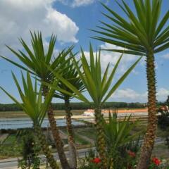Comporta Village Hotel Apartmento Алкасер-ду-Сал пляж