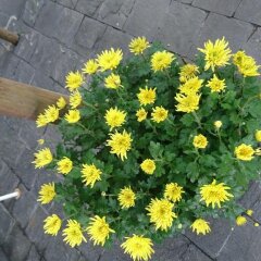 Отель Gia Bao Phat Homestay балкон