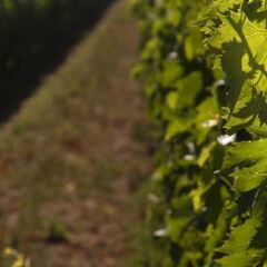 Отель Agriturismo Quattro Pini Италия, Кастаньето-Кардуччи - отзывы, цены и фото номеров - забронировать отель Agriturismo Quattro Pini онлайн фото 3