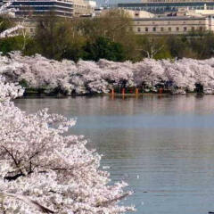 Отель Fairfield Inn & Suites by Marriott Washington, DC/Downtown США, Вашингтон - отзывы, цены и фото номеров - забронировать отель Fairfield Inn & Suites by Marriott Washington, DC/Downtown онлайн пляж