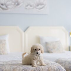 First Euroflat Hotel с домашними животными