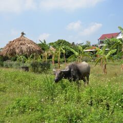 Отель Viet Farm Homestay фото 2