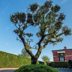 Отель La Casa Di Linda Bed and Breakfast Италия, Мирано - отзывы, цены и фото номеров - забронировать отель La Casa Di Linda Bed and Breakfast онлайн фото 5