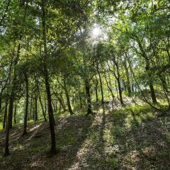 Отель Camping Village Montescudaio Монтескудаио приотельная территория