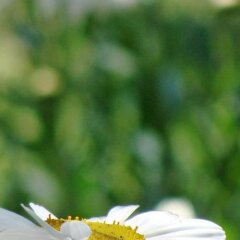 Villa Rhapsody Pension Турция, Фетхие - отзывы, цены и фото номеров - забронировать отель Villa Rhapsody Pension онлайн спа фото 2