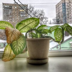Гостиница Меблированные комнаты Долина в Москве отзывы, цены и фото номеров - забронировать гостиницу Меблированные комнаты Долина онлайн Москва гостиничный бар