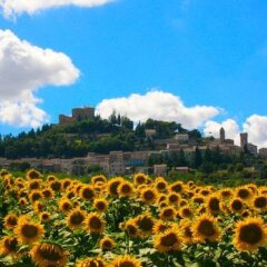 Grand Hotel Terme della Fratta Бертиноро фото 5