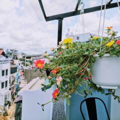 Отель Dalat Che House Далат