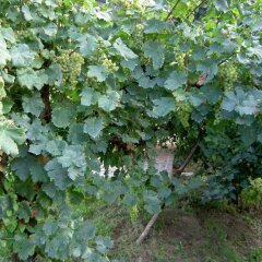 Отель Agriturismo Monteortone Италия, Региональный парк Colli Euganei - отзывы, цены и фото номеров - забронировать отель Agriturismo Monteortone онлайн приотельная территория