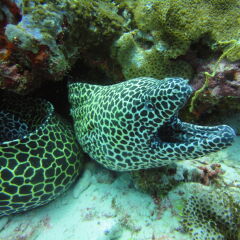 Отель Red Sea Dive Center фото 6