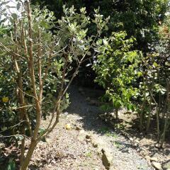 Отель Kauri Lodge Farmstay