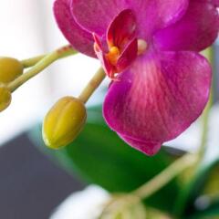 Отель Ploen Pattaya Residence Паттайя питание
