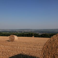 Отель Akzent Waldhotel Rheingau фото 4