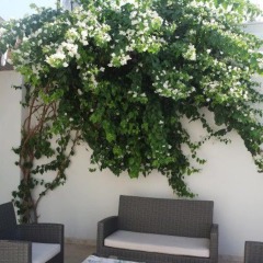 Asmin Hotel Bodrum фото 3
