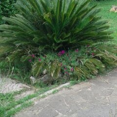 Отель Villa Baiera фото 7