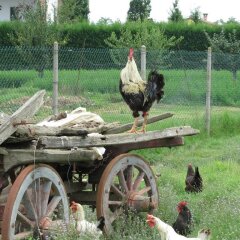 Отель Agriturismo Gallo Nero Италия, Лимена - отзывы, цены и фото номеров - забронировать отель Agriturismo Gallo Nero онлайн развлечения