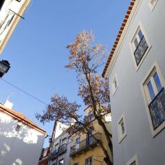 Отель Alfama Yellow House фото 6