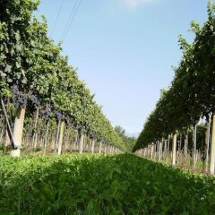Отель Agriturismo Tonutti Италия, Таваньякко - отзывы, цены и фото номеров - забронировать отель Agriturismo Tonutti онлайн фото 4