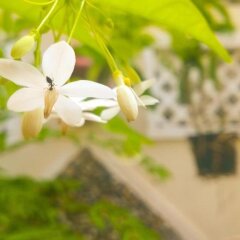 Отель Sac Xanh Homestay Вьетнам, Хойан - 1 отзыв об отеле, цены и фото номеров - забронировать отель Sac Xanh Homestay онлайн фото 5