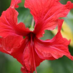 Отель Daintree Wild Zoo & Bed and Breakfast фото 5