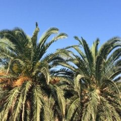 Palmiye Pansiyon Турция, Карабурун - отзывы, цены и фото номеров - забронировать отель Palmiye Pansiyon онлайн приотельная территория фото 2