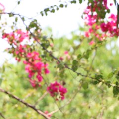Отель Green Coco Homestay Hoi An Вьетнам, Хойан - отзывы, цены и фото номеров - забронировать отель Green Coco Homestay Hoi An онлайн фото 16
