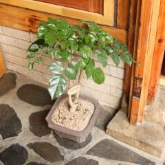 Отель Dajayon Guest House Южная Корея, Сеул - отзывы, цены и фото номеров - забронировать отель Dajayon Guest House онлайн спа