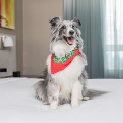 Отель DoubleTree by Hilton New York Times Square West с домашними животными