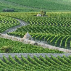 Отель Masseria Amastuola Wine Resort Криспьяно фото 2