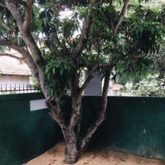 Yoho Hi Lanka Hostel - Negombo бассейн
