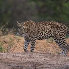 Отель Wild Trails Yala Tented Safari Camp By Yoho фото 2