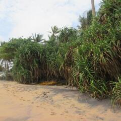 Отель Leatherback Beach Villa пляж фото 2
