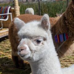 Отель Sonesta Posadas Del Inca Lago Titicaca Пуно с домашними животными