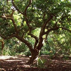 Отель Quinta das Buganvílias Португалия, Орта - отзывы, цены и фото номеров - забронировать отель Quinta das Buganvílias онлайн приотельная территория фото 2