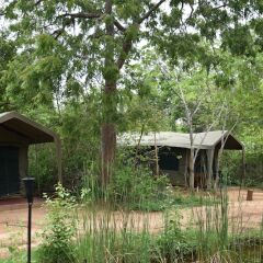 Отель Big Game Camp Yala Шри-Ланка, Катарагама - отзывы, цены и фото номеров - забронировать отель Big Game Camp Yala онлайн фото 13