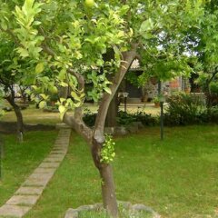 Отель B&B Villa Maria Giovanna Италия, Джардини Наксос - отзывы, цены и фото номеров - забронировать отель B&B Villa Maria Giovanna онлайн фото 9