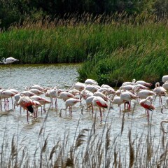 Отель Hilton Vilamoura As Cascatas Golf Resort & Spa Португалия, Пешао - отзывы, цены и фото номеров - забронировать отель Hilton Vilamoura As Cascatas Golf Resort & Spa онлайн фото 8