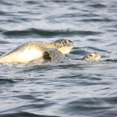 Отель Vista al Tortuguero Коста-Рика, Хоркетас - отзывы, цены и фото номеров - забронировать отель Vista al Tortuguero онлайн пляж