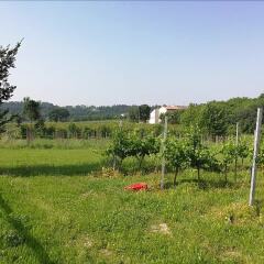 Отель Agriturismo Cascina Roveri Монцамбано детские мероприятия