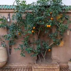 Отель Riad Dar Sofian Марокко, Загора - отзывы, цены и фото номеров - забронировать отель Riad Dar Sofian онлайн фото 7