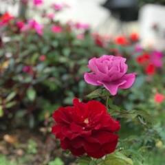 Отель Dalat Memory Inn Далат фото 2