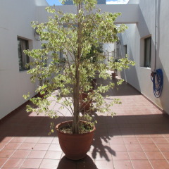 Hotel Avenida de Canarias